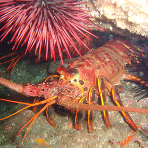 lobster lobster